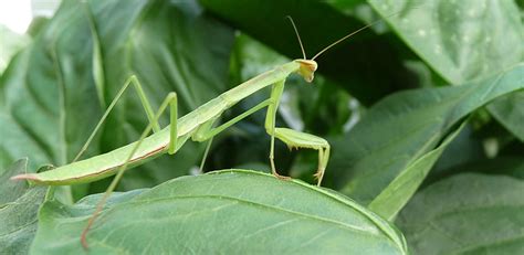 Praying Mantis Care 101 And Why You Should Get Beneficial Praying