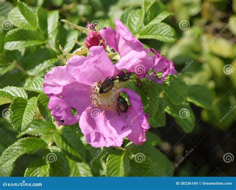 Pink Wild Rose With Japanese Beetles Stock Image Image Of Petals