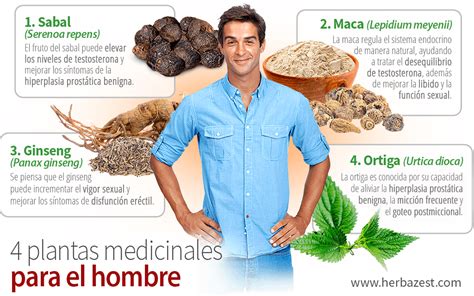 Plantas Medicinales Para El Hombre Herbazest