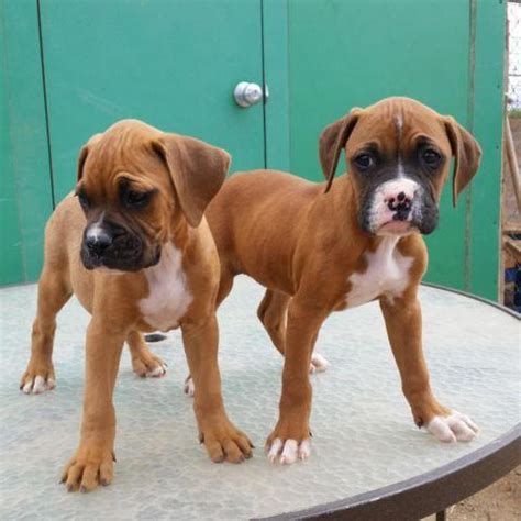 Puppyfinder.com is your source for finding an ideal boxer puppy for sale in usa. BOXER PUPPY FEMALES !!! for Sale in San Diego, California Classified | AmericanListed.com