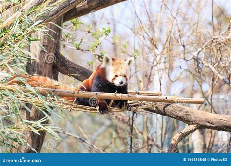 Beautiful Red Panda Bear Lying On The Tree Stock Photo Image Of