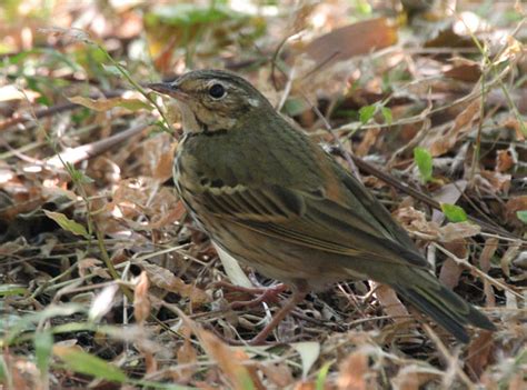 Olive Backed Pipit Anthus Hodgsoni