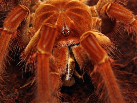 dünyanın en büyük örümceği hangisidir trabzon haber trabzon son dakika haber