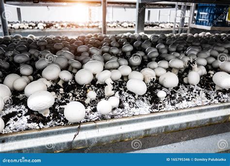 A Cultivation Of White Button Mushroom Agaricus Bisporus On The