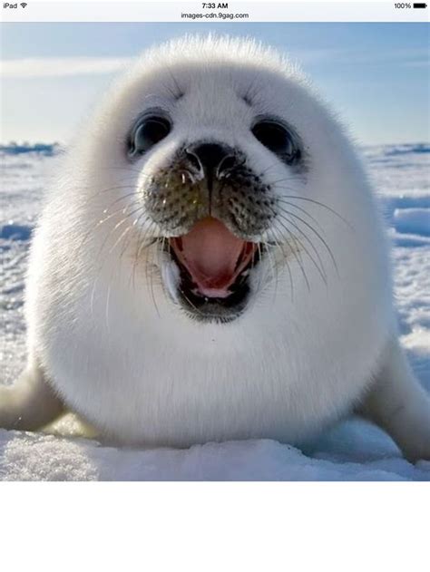 This Is A Cute And Funny Baby Seal Lost In Antarctica He