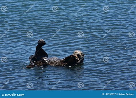 Funny Sea Otter Playing in Morro Bay California Stock Image - Image of