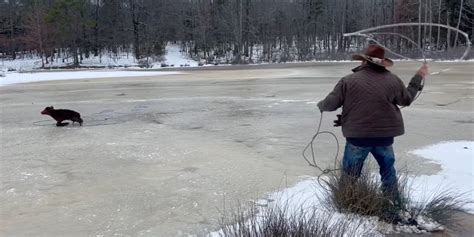 Cowboy Uses Lasso To Rescue Calf On Frozen Pond In Arkansas Fox Weather