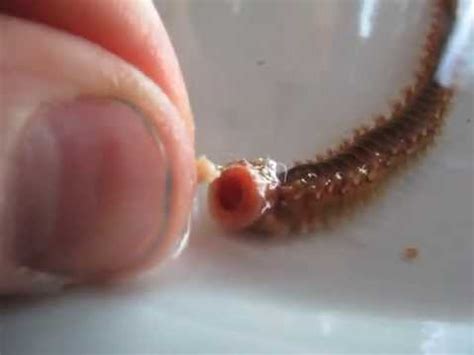 Hand Feeding Bristleworms Hermodice Sp YouTube