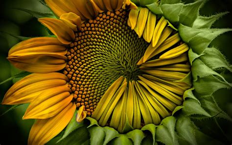 Sunflower Hd Wallpaper Background Image 1920x1200 Id