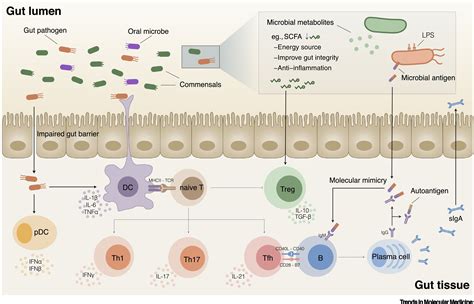 The Gut Microbiota Emerging Evidence In Autoimmune Diseases Trends In