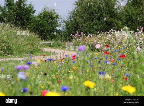 Wildflowers Grow By A Path At Sheffield Manor Lodge Home To