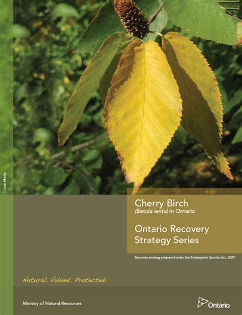 Cherry Birch Betula Lenta Recovery Strategy 2016 Part 2 Canadaca
