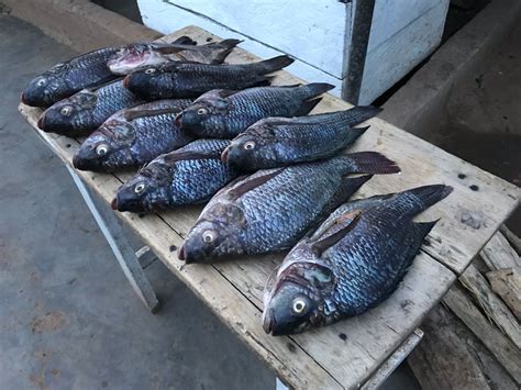 Lake Victoria Fish
