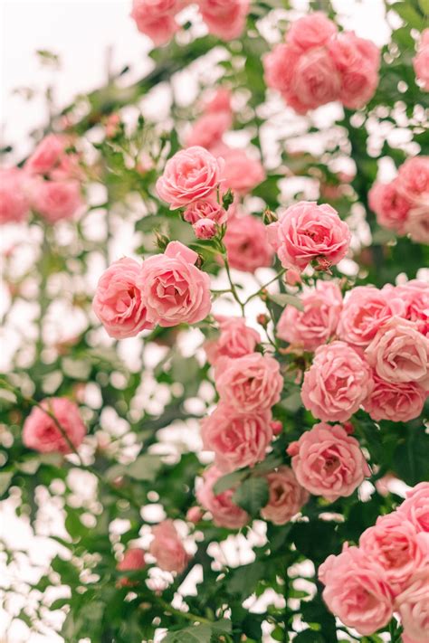 Pink Roses In Bloom · Free Stock Photo