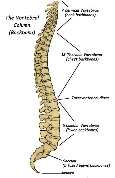 Back, bones and human spin diseases explanation vector. Label the Parts of the Backbone (Vertebral Column)