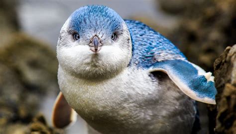 Naturaleza Asombrosa 99 Los Pequeños Pingüinos Azules — Hive