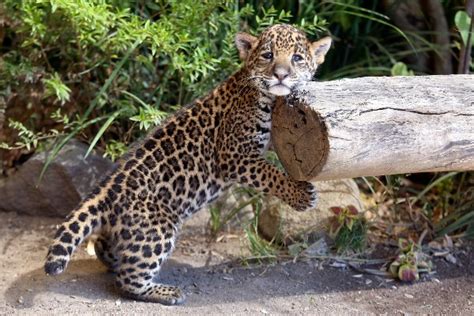 El Jaguar En Peligro De Extinción Por El Tren Maya Advierten Expertos