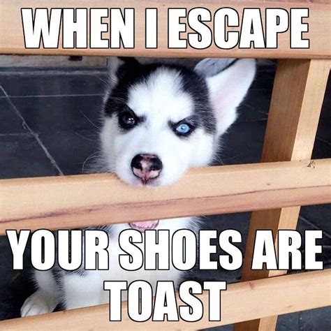 35 Best Siberian Husky Memes Of All Time Artofit