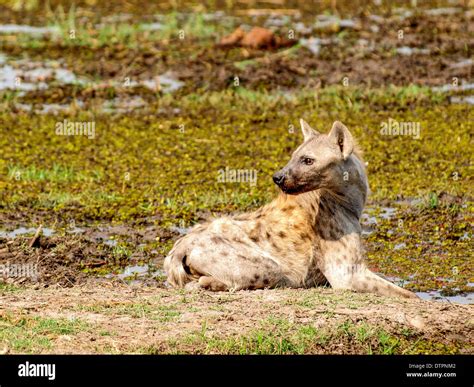 Hyena Lying On The Ground Stock Photo Alamy