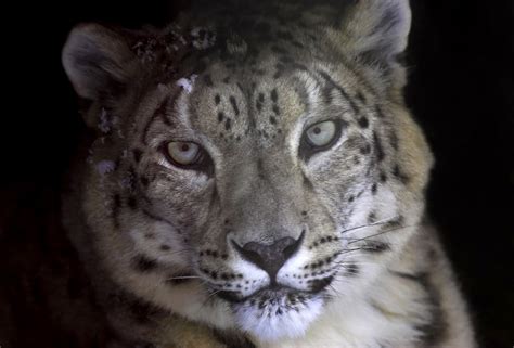 Snow Leopard In Cave Photo Dana Holm Photos At