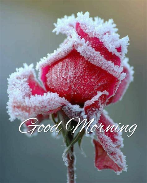 100 Best Good Morning Winter Images With Quotes Good Morning