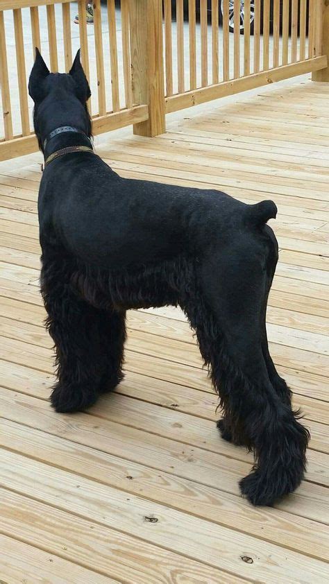 11 Best New Litter Of Akc Giant Schnauzer Puppies Ideas Giant