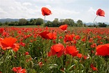 Mohn Blumen Feld Foto & Bild | rot, feld, natur Bilder auf fotocommunity