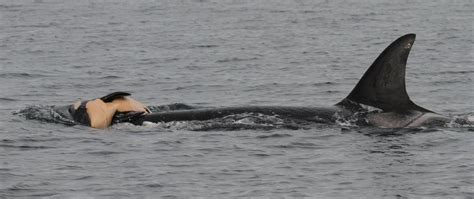 A Mother Grieves Orca Whale Continues To Carry Her Dead Calf Into A Second Day