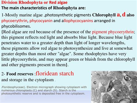 Ppt Division Rhodophyta Or Red Algae The Main Characteristics Of