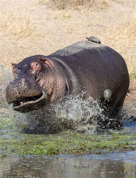 Get Off My Back Hippo Is Ambushed By Dozens Of Turtles As It Takes A