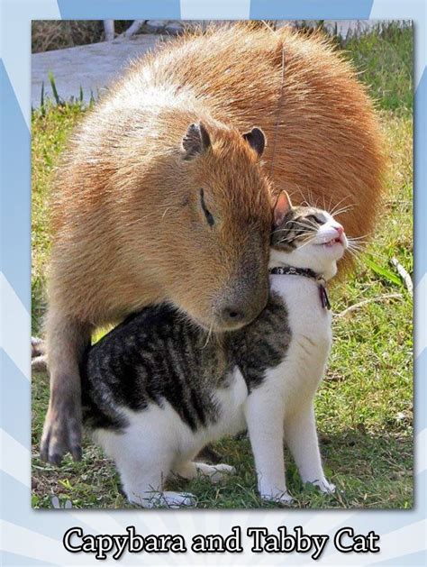 Capybara And Tabby Cat Picture Animals Friendship Unlikely Animal