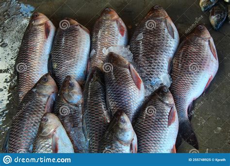Rohu Carp With Ice Arranged In Row In Indian Fish Market For Sale HD