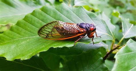 A Group Of 17 Year Cicadas Will Emerge In 14 States This Summer