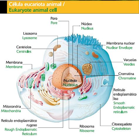 Catedra De Biologia Celula Eucariota Vegetal Eucariota Animal Reverasite