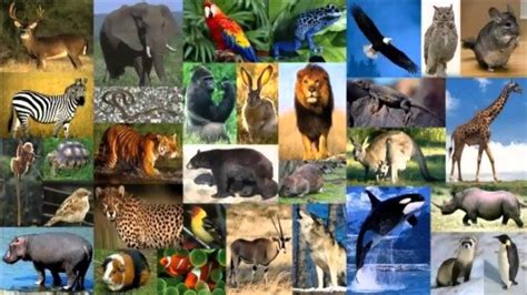 Mas De 22 Mil Especies De Animales En Peligro De Extincion Segun U I C
