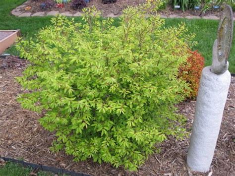 Photo Of The Entire Plant Of Dwarf Burning Bush Euonymus Alatus