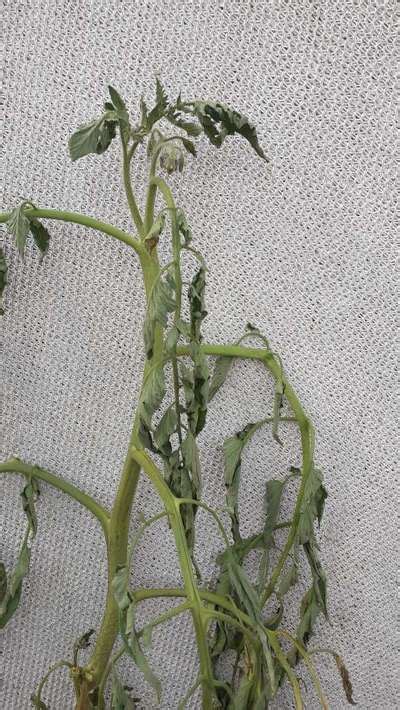 Why Is My Tomato Plant Dying It Is Well Irrigated And No Sign Of