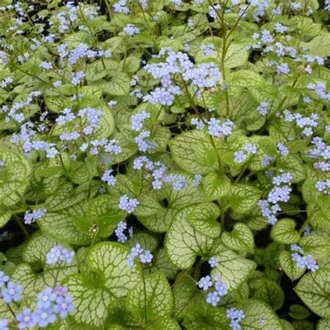 Kaukasische Vergeet Mij Nietje Brunnera Macrophylla Jack Frost