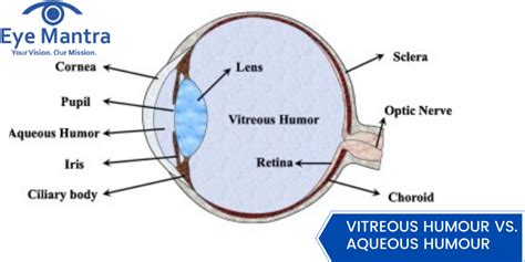 Vitreous Humor Functions Changes Diseases And Treatments