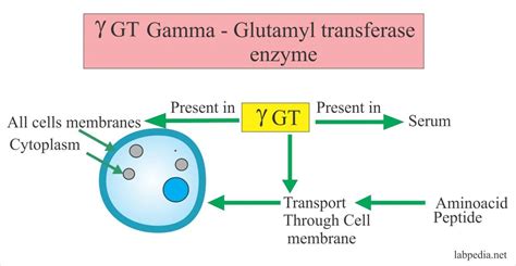 Gamma γ Glutamyl Transpeptidase Ggt Gamma Glutamyl Transferase