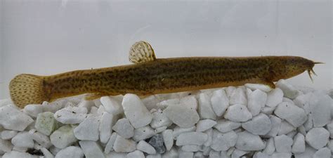 Taxonomie Cobitidae Modderkruipers Waarnemingnl