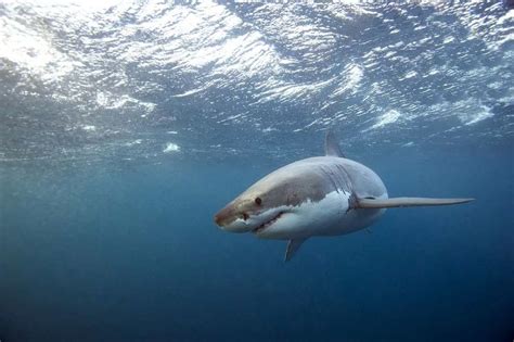 Fun Great White Shark Facts For Kids Kidadl