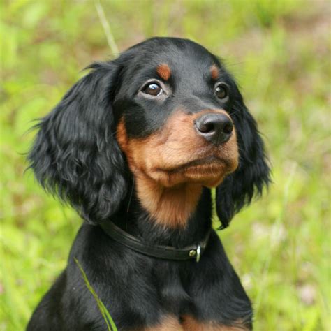 Our main campus is located in barnesville, georgia, boasts 3 different styles of housing . Gordon Setter Pedigree Database