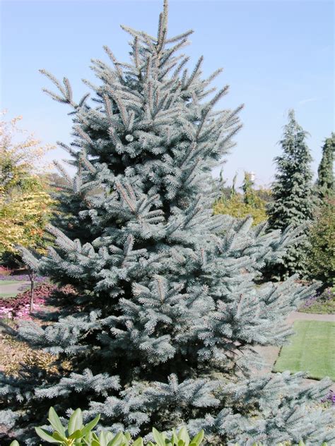 Picea Pungens Baby Blue Eyes Colorado Blue Spruce Garden Center