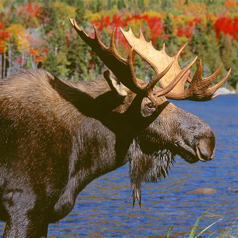 Bull Moose In Autumn Color Portrait