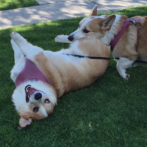 You Wont Stop Smiling After Seeing These 29 Ridiculously Happy Corgis