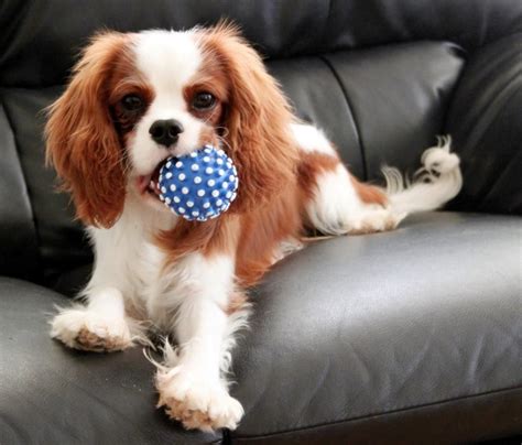 Cavalier King Charles Spaniel Cutie Pies Almost As Cute As My