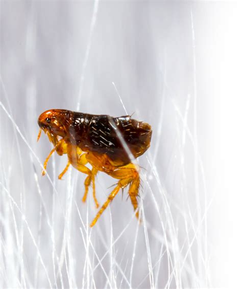 Flea Facts And Myths Pauls Pest Control Melbourne