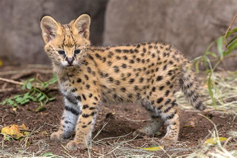 Serval Kitten Takes A Look Around Picture Cutest Baby Animals From