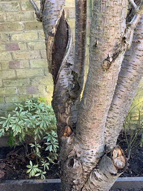 Dying Cherry Blossom Tree — Bbc Gardeners World Magazine